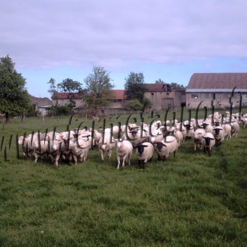 Agneau