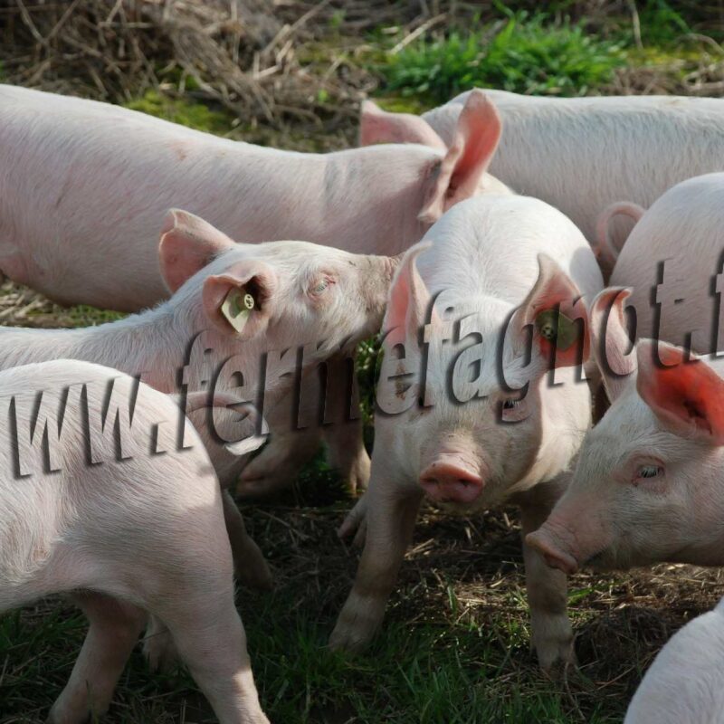 Porc