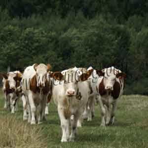 Boeuf